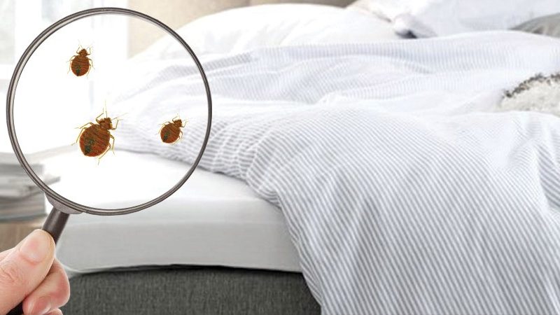 How To Find The Best Bed Bug Mattress For The House?
