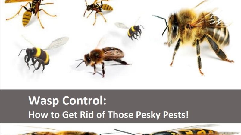 Wasp Control: How to Get Rid of Those Pesky Pests!